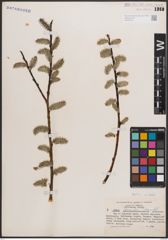 Foto von Salix discolor Muhl.
